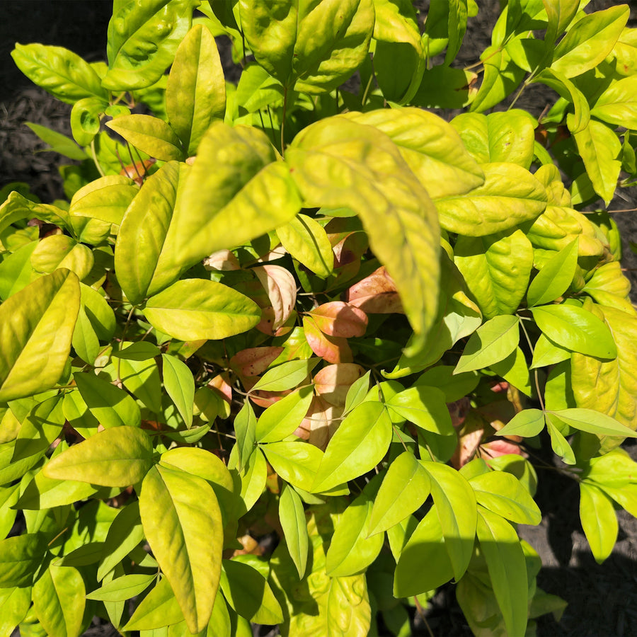 Firepower Heavenly Bamboo