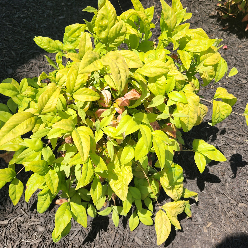 Firepower Heavenly Bamboo