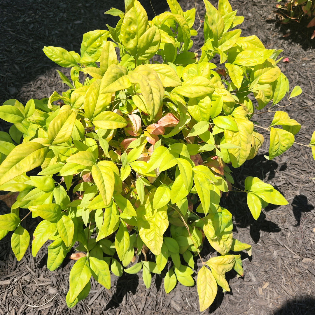 Firepower Heavenly Bamboo