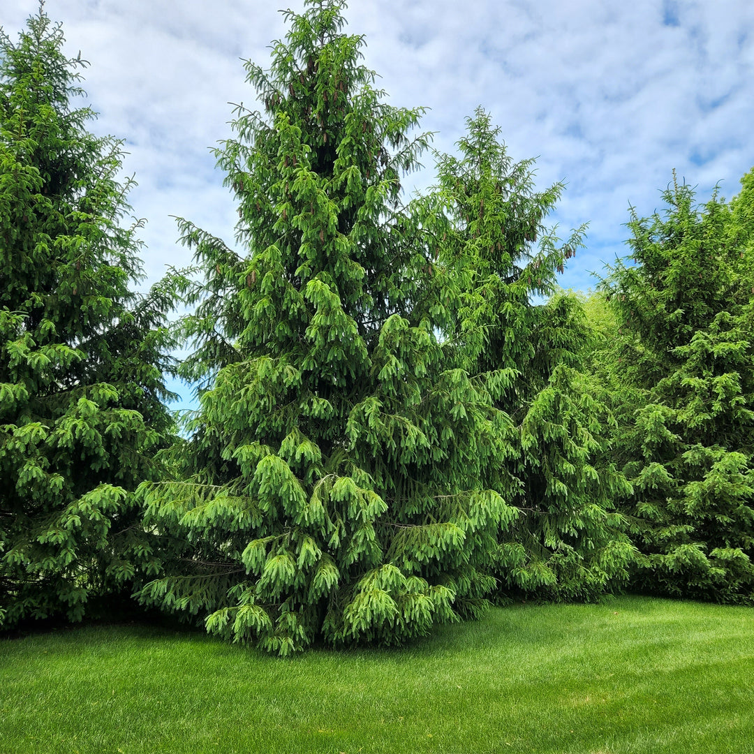 Norway Spruce