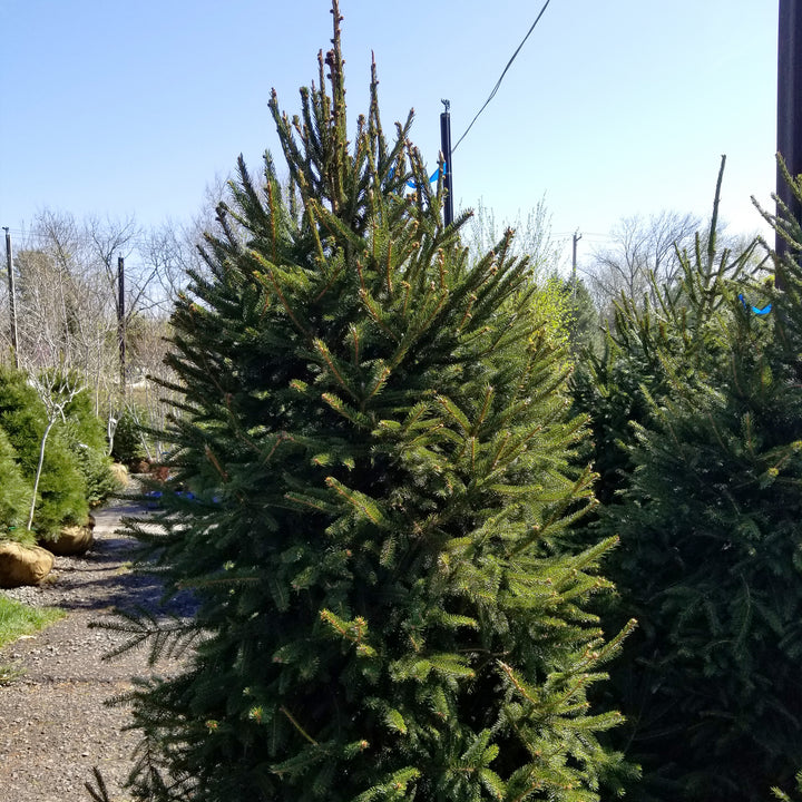Norway Spruce
