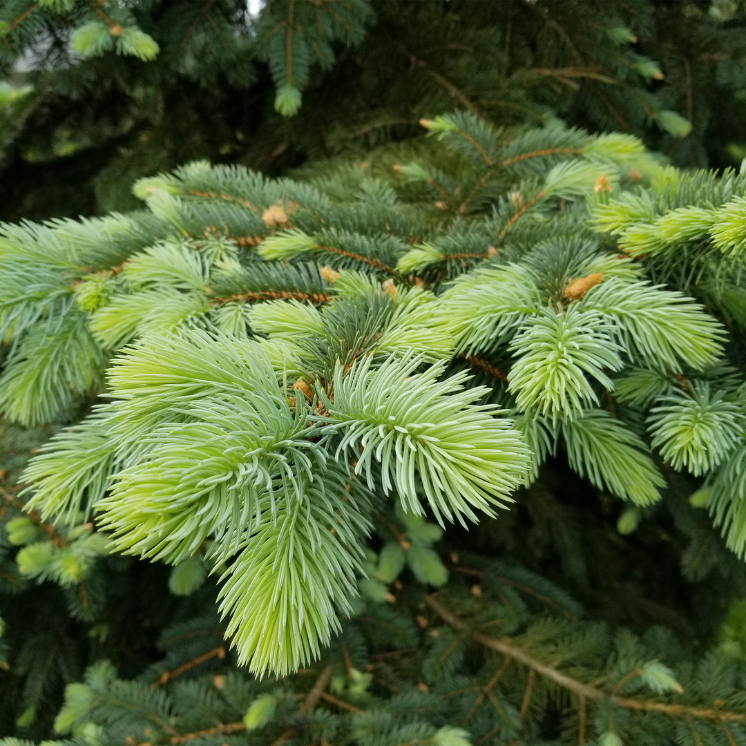 Colorado Blue Spruce