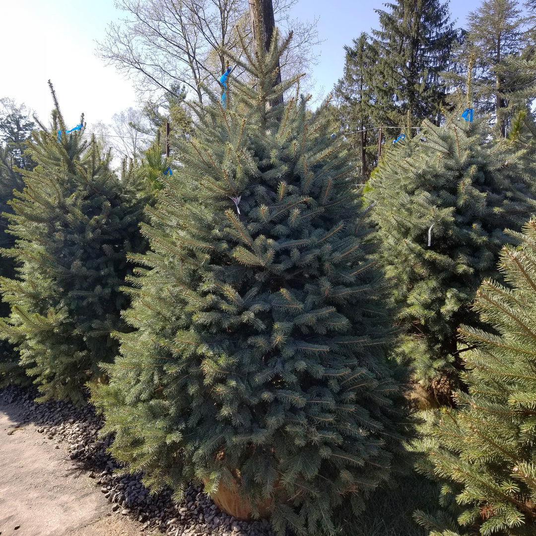 Colorado Blue Spruce