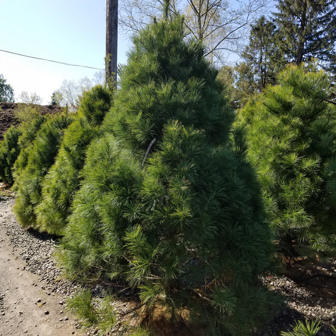 Eastern White Pine
