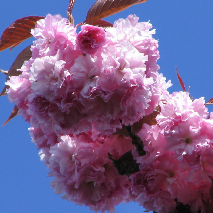 Kwanzan Flowering Cherry