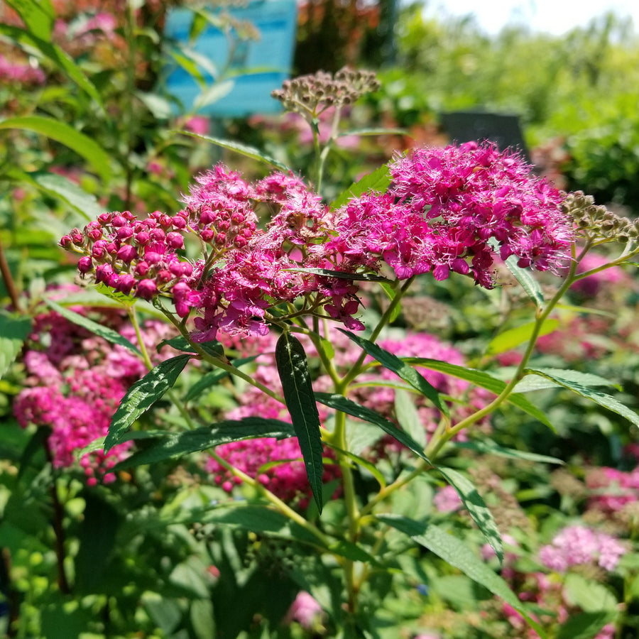Neon Flash Spirea