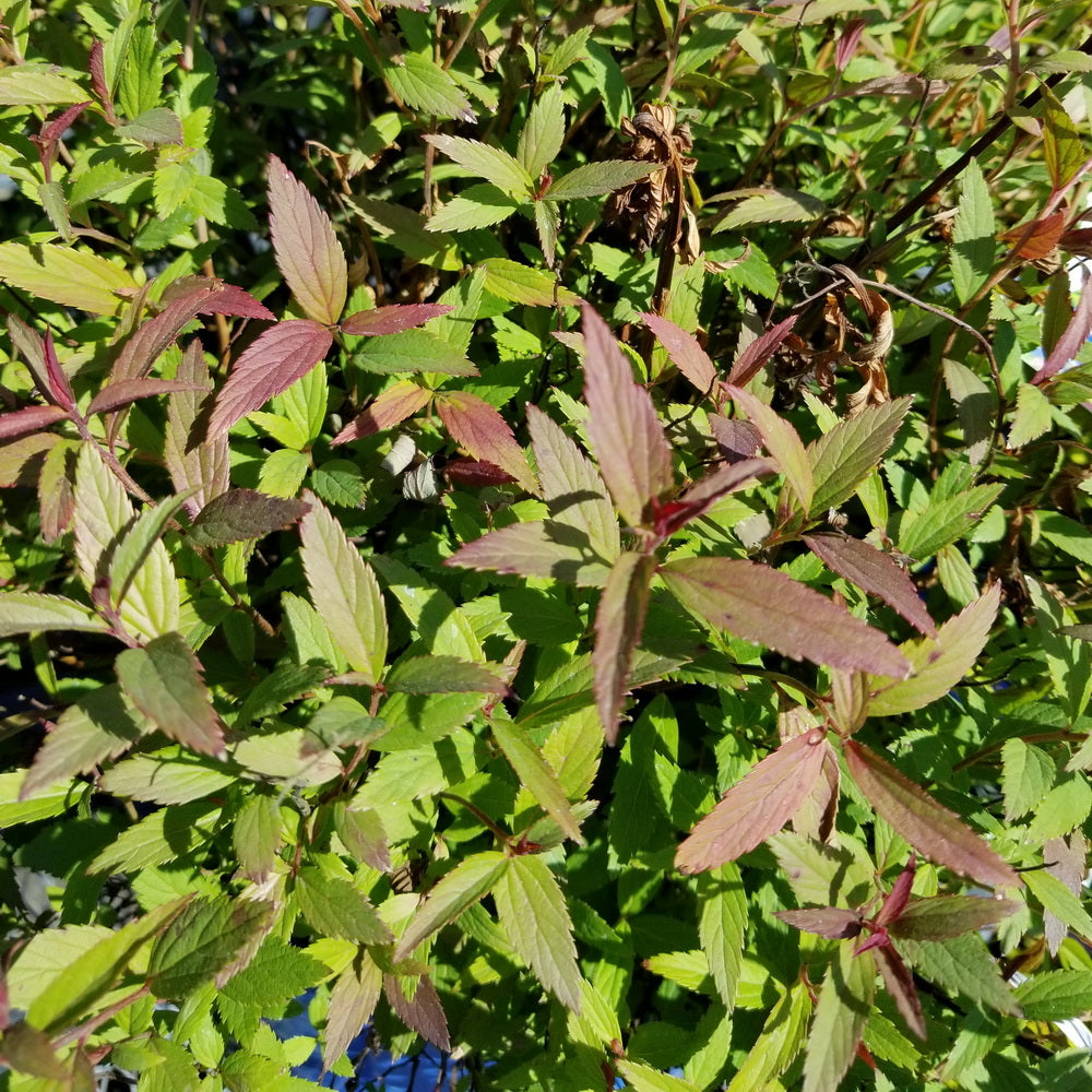 Neon Flash Spirea