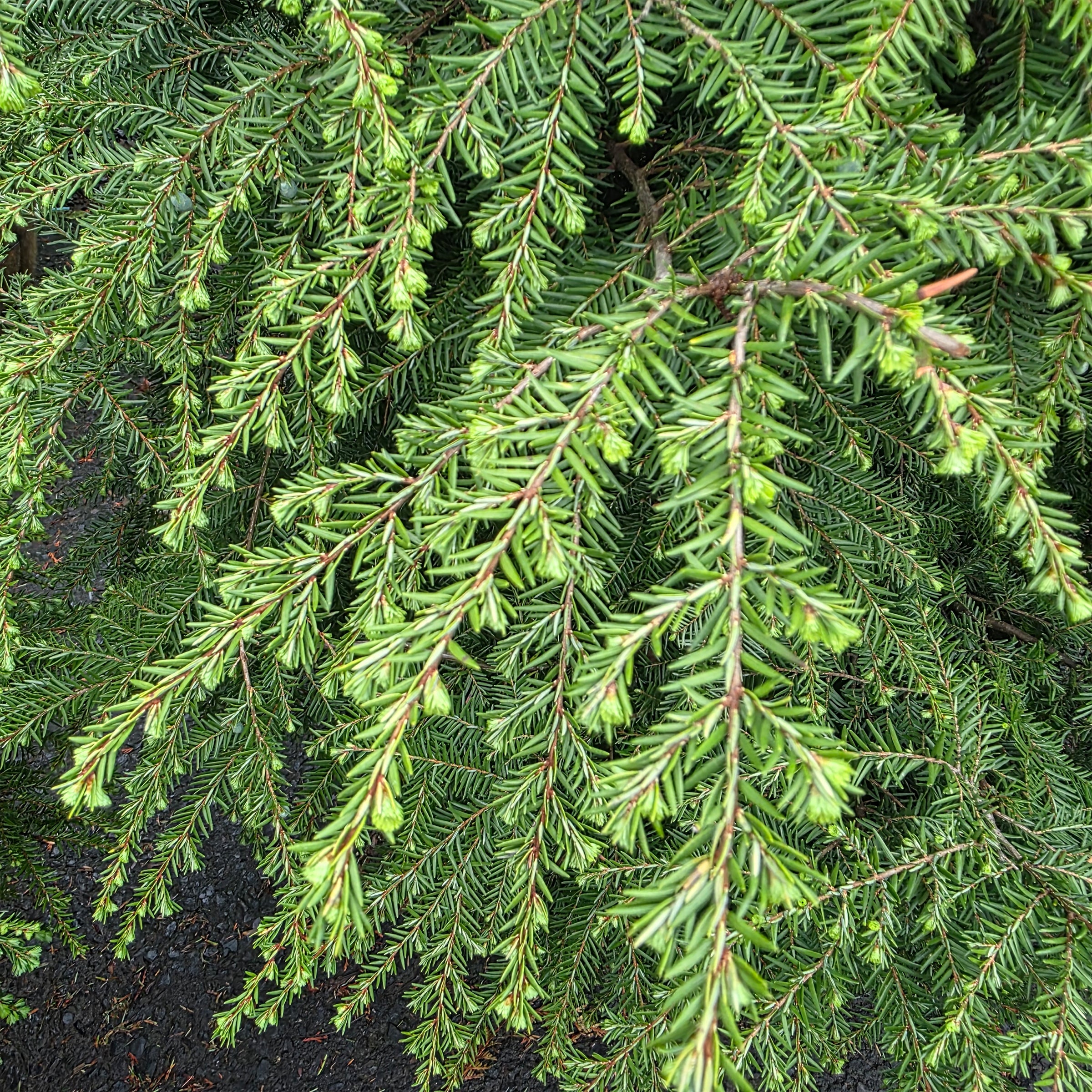 Eastern Hemlock – Gasper Home & Garden