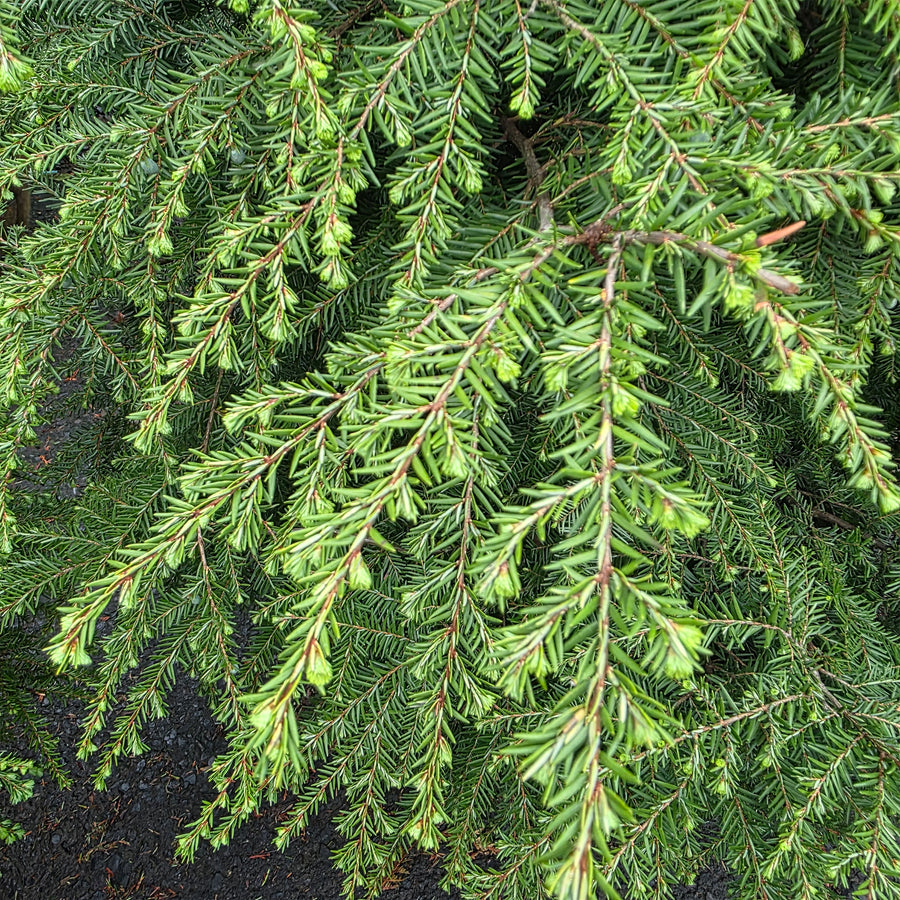Eastern Hemlock