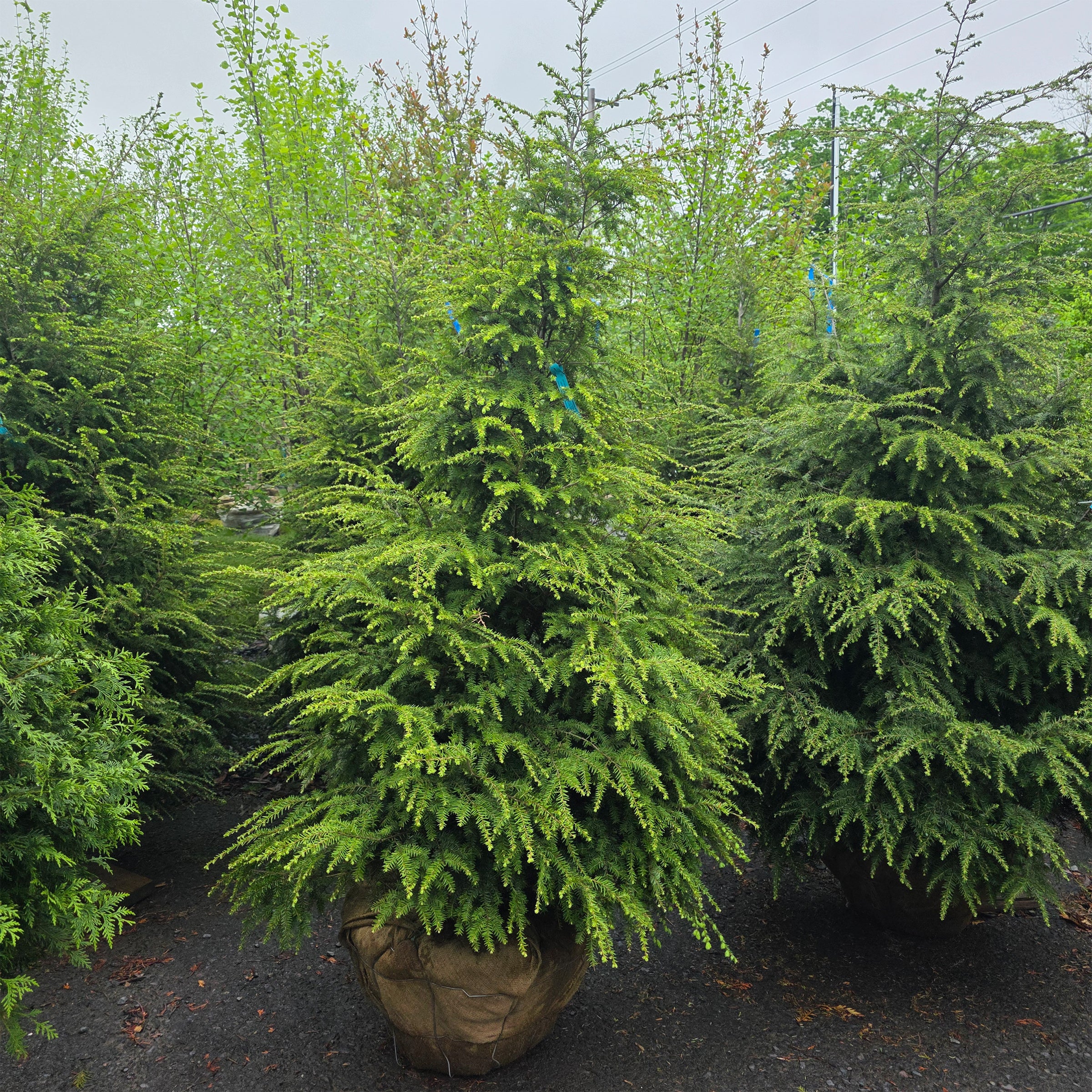 Eastern Hemlock – Gasper Home & Garden