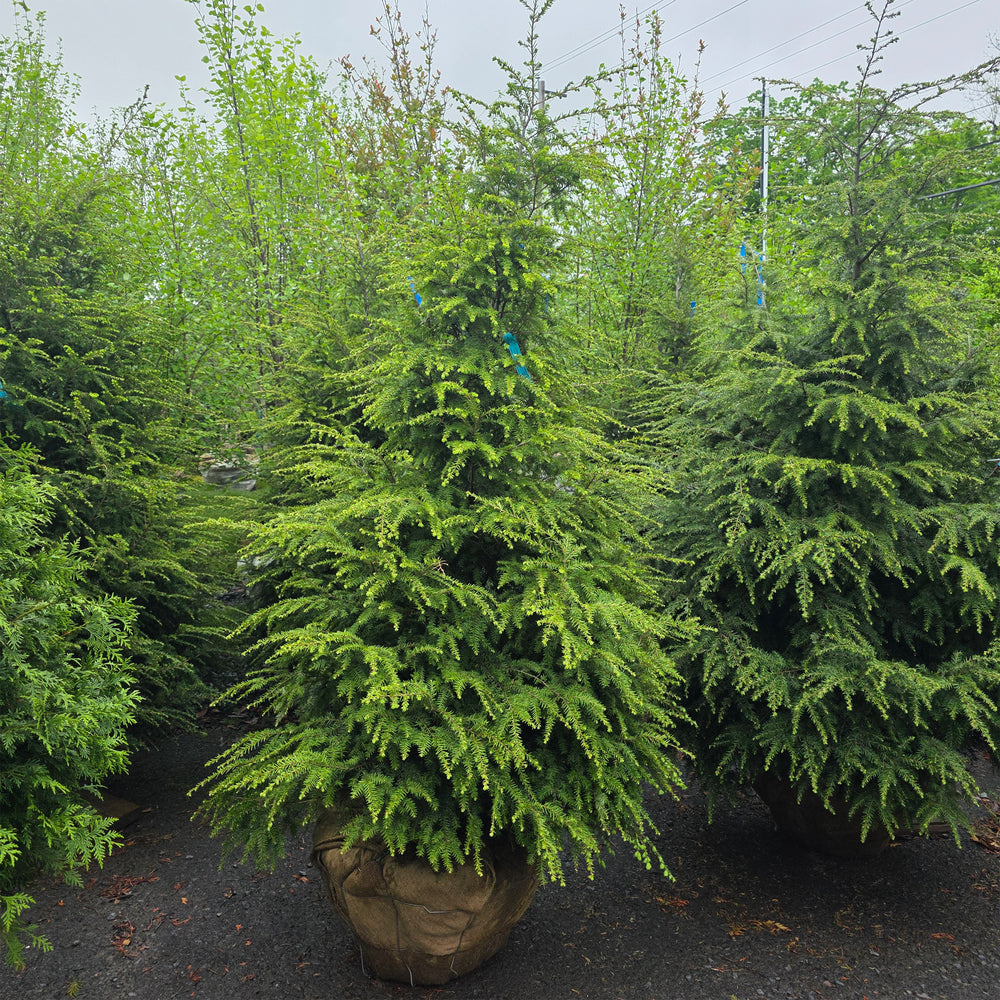Eastern Hemlock