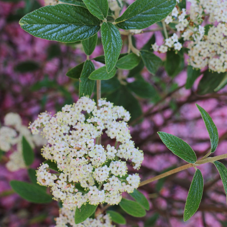 Prague Viburnum