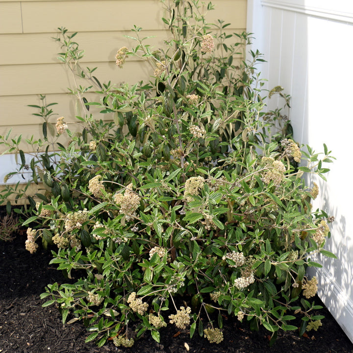 Prague Viburnum
