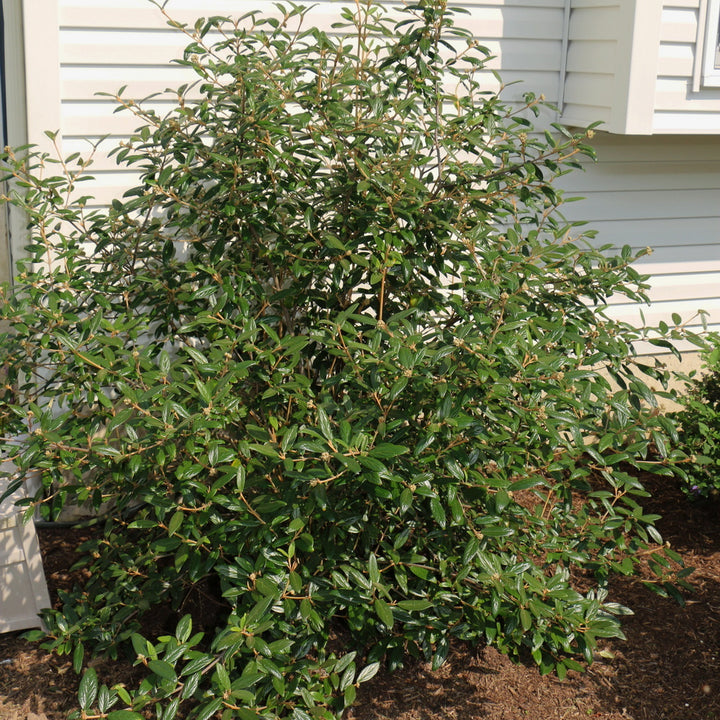 Prague Viburnum