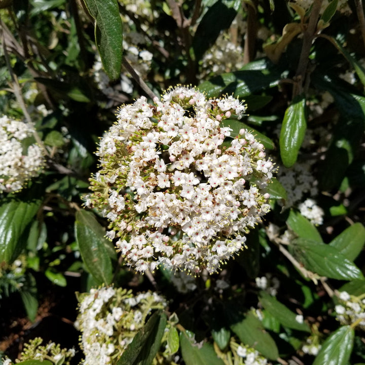 Prague Viburnum