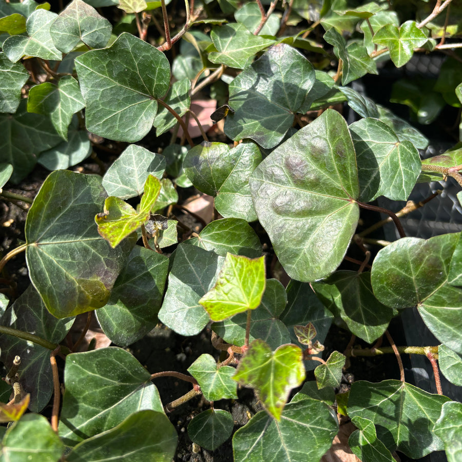 English Ivy - Flat