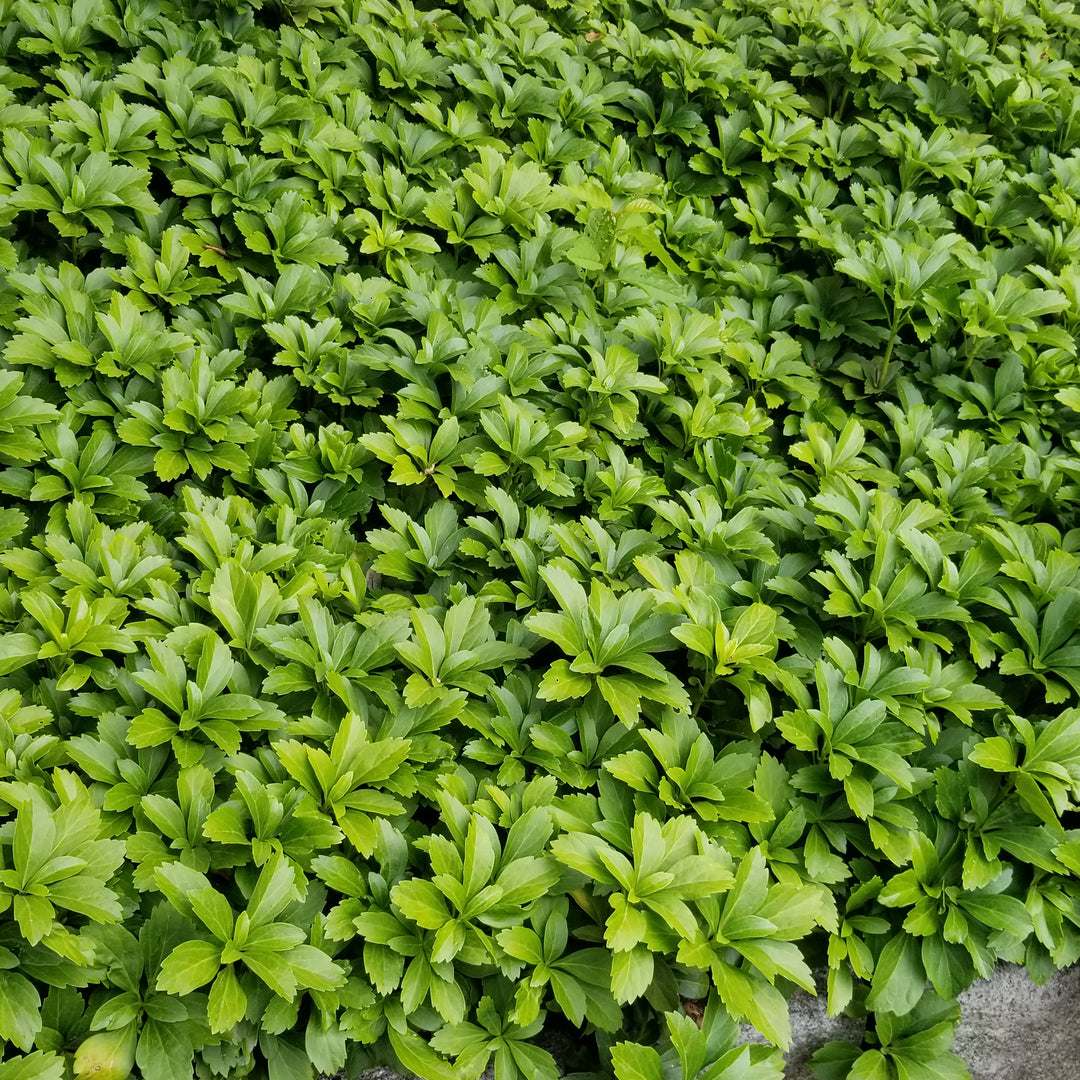 Pachysandra - Flat
