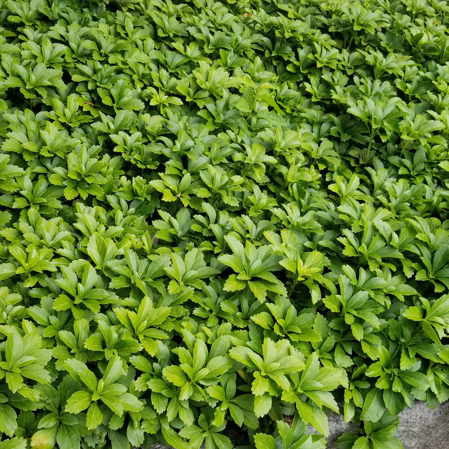 Pachysandra - Flat