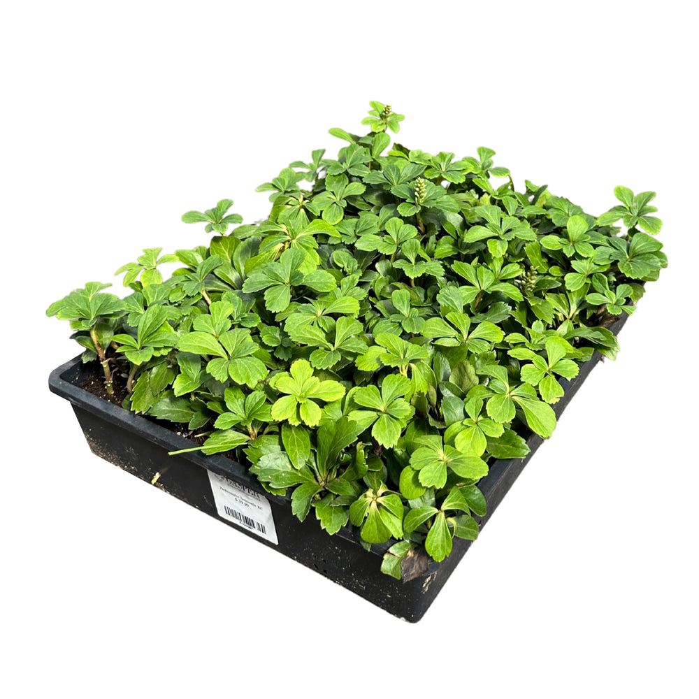 Pachysandra - Flat