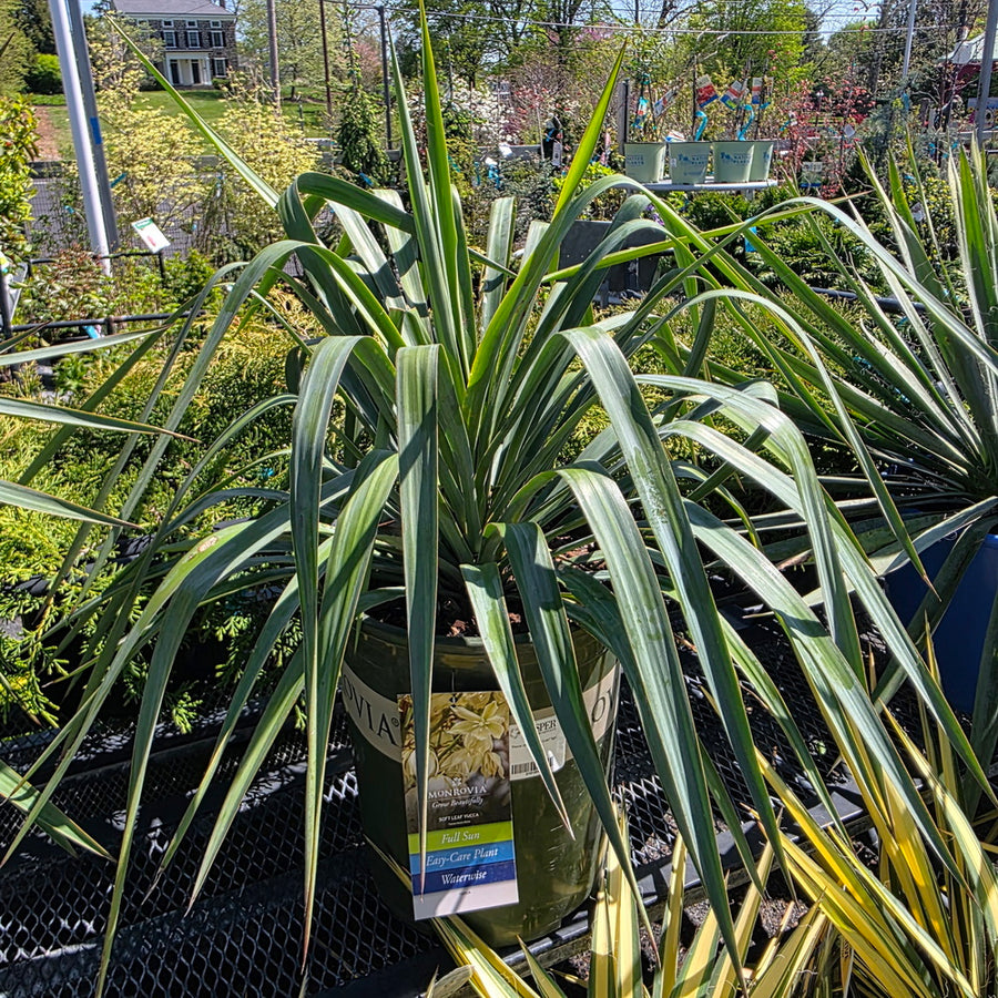 Soft Leaf Yucca