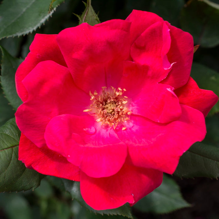Red Knock Out Rose®