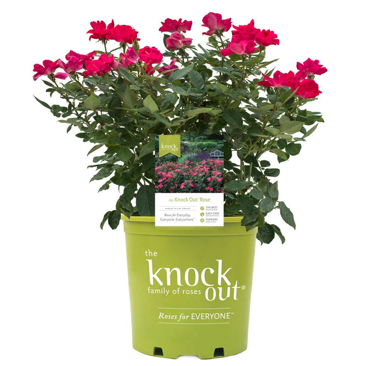 Red Knock Out Rose®