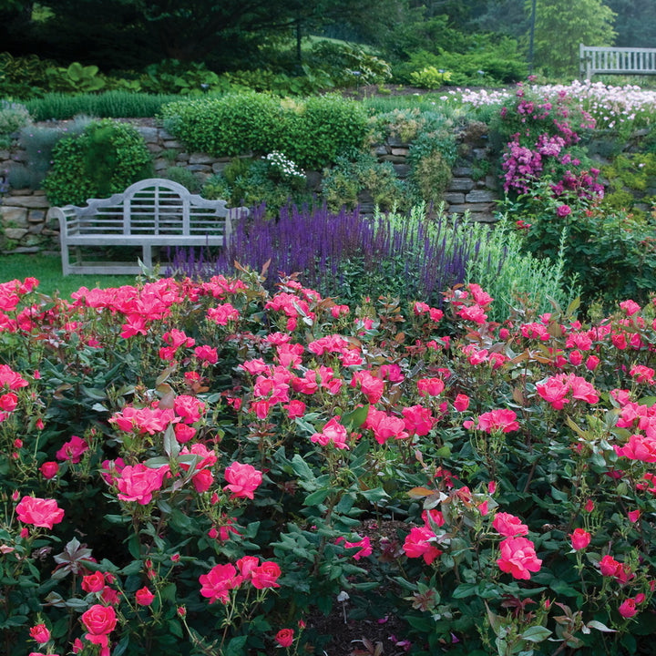 Red Knock Out Rose®