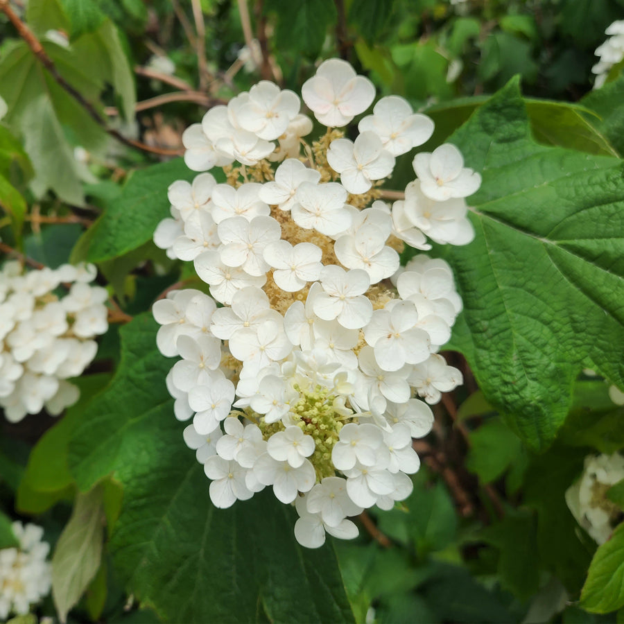 Snow Queen™ Oakleaf Hydrangea