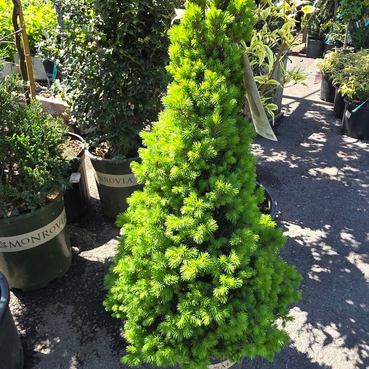 Dwarf Alberta Spruce 30-36"