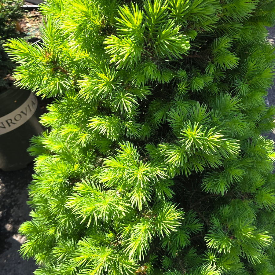 Dwarf Alberta Spruce