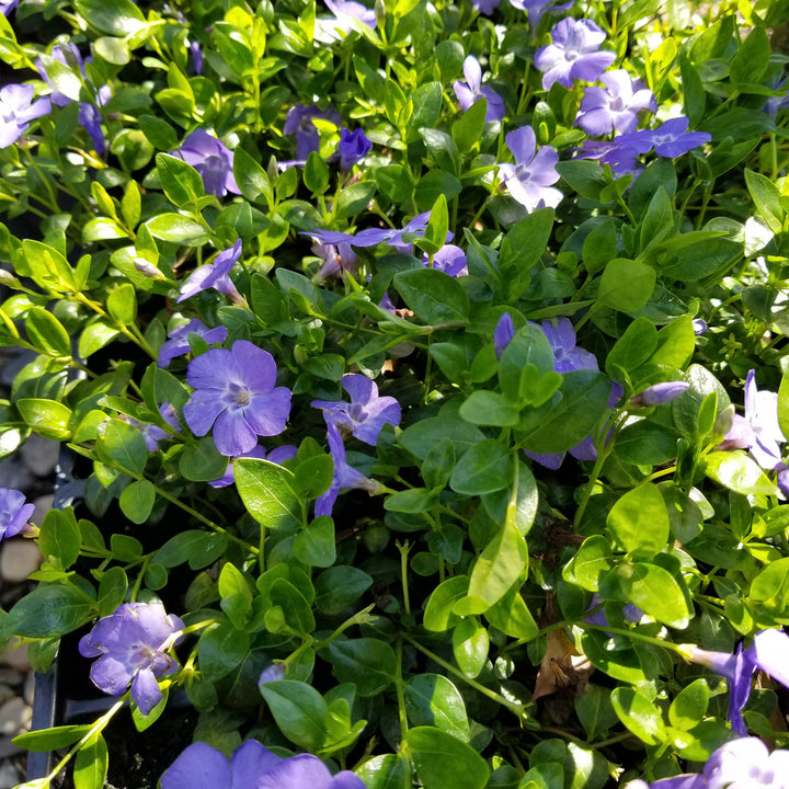 Vinca minor - Flat