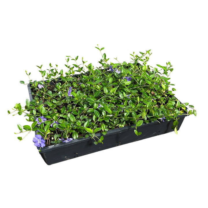 Vinca minor - Flat
