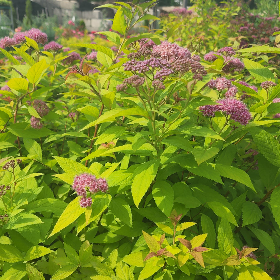 Goldflame Spirea