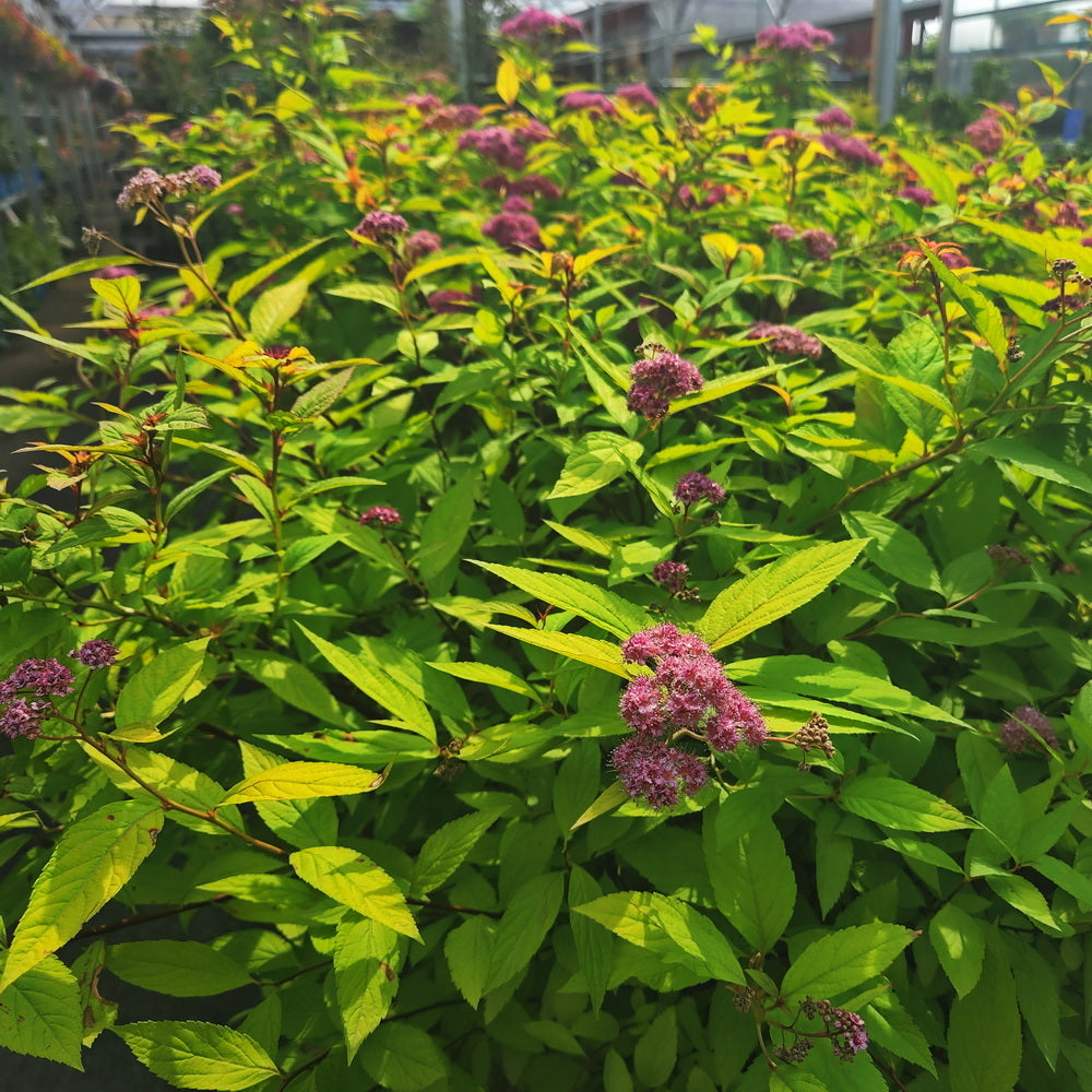 Goldflame Spirea