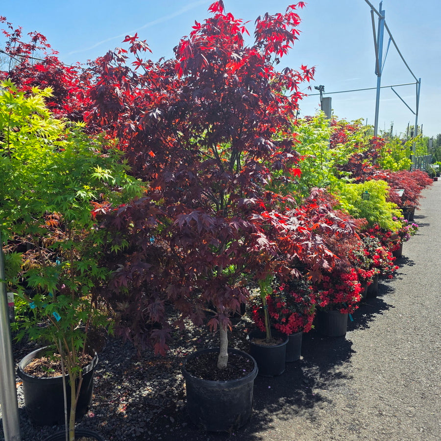 Bloodgood Japanese Maple