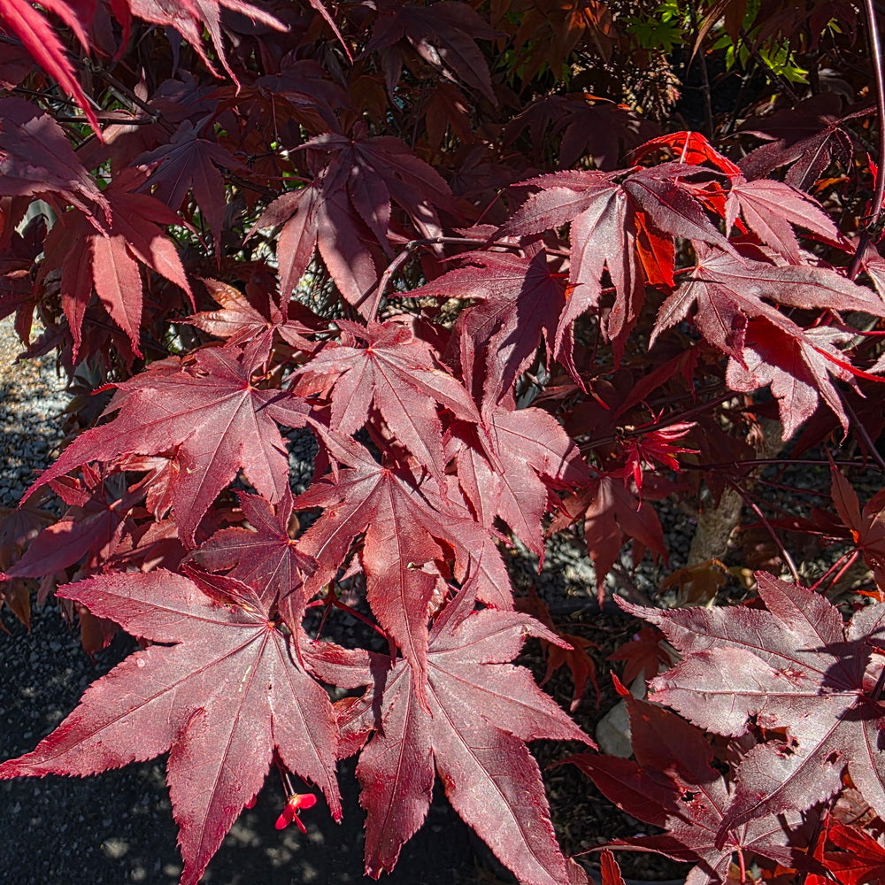 Bloodgood Japanese Maple
