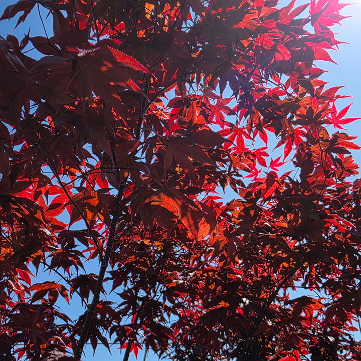 Bloodgood Japanese Maple