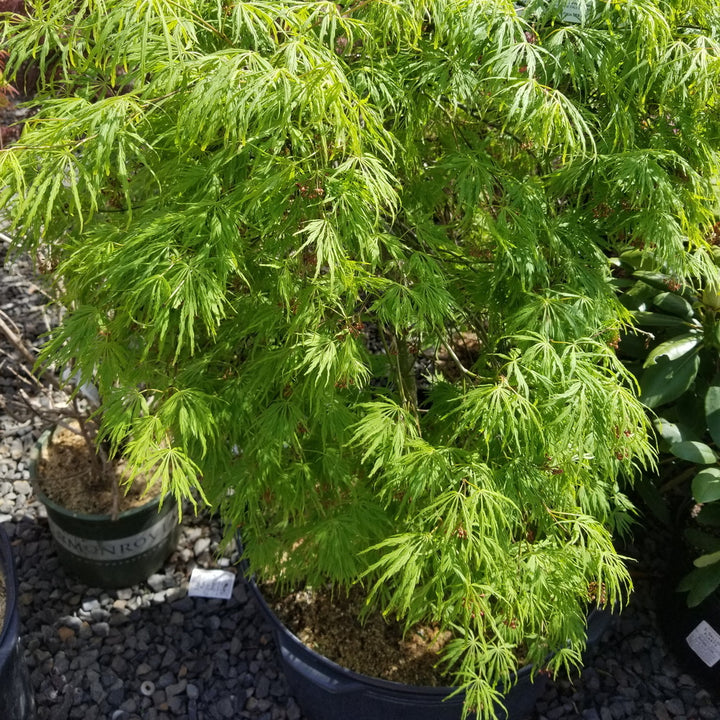 Viridis Threadleaf Weeping Japanese Maple