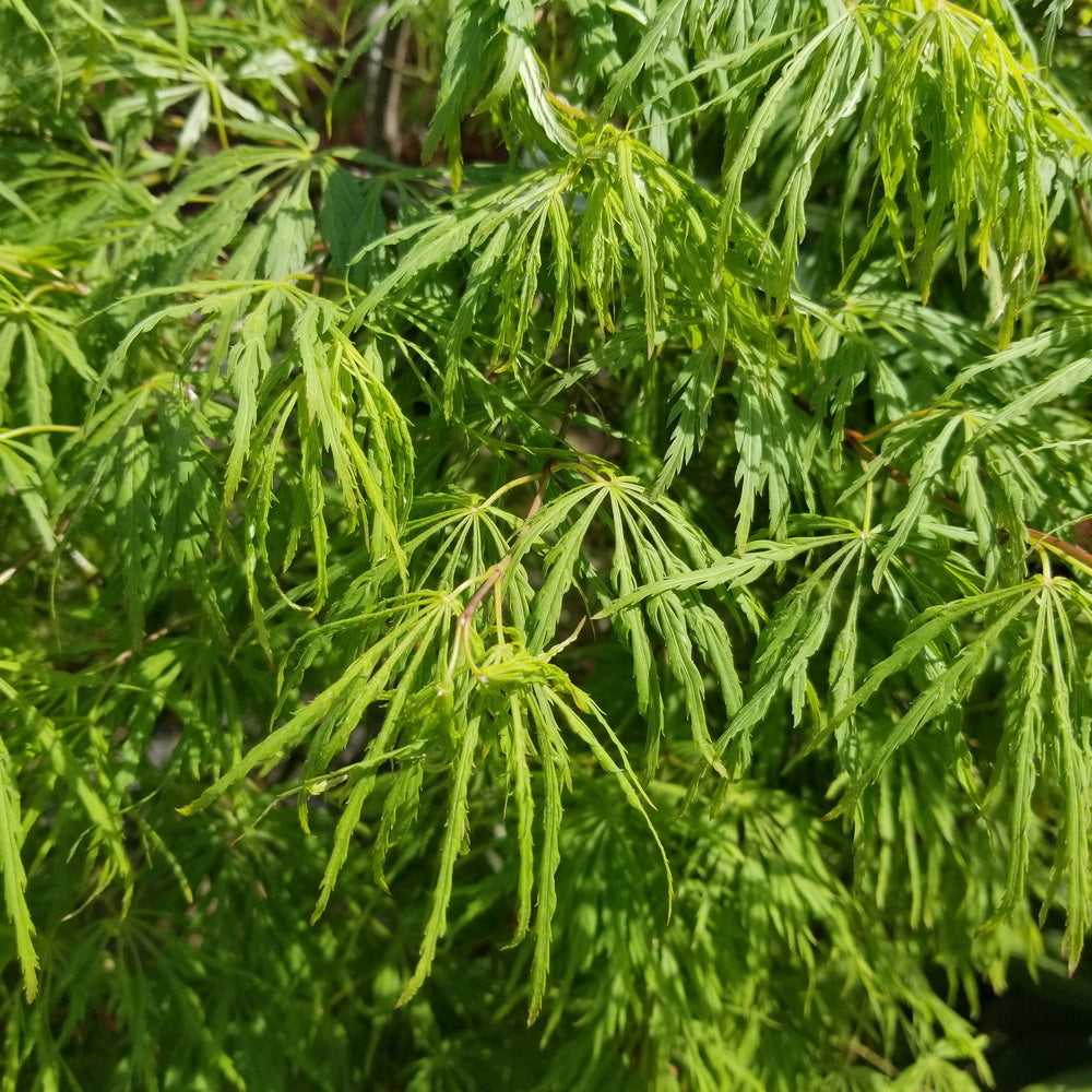 Viridis Threadleaf Weeping Japanese Maple