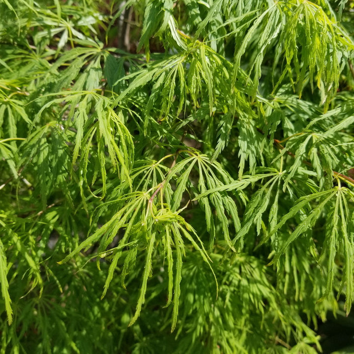 Viridis Threadleaf Weeping Japanese Maple