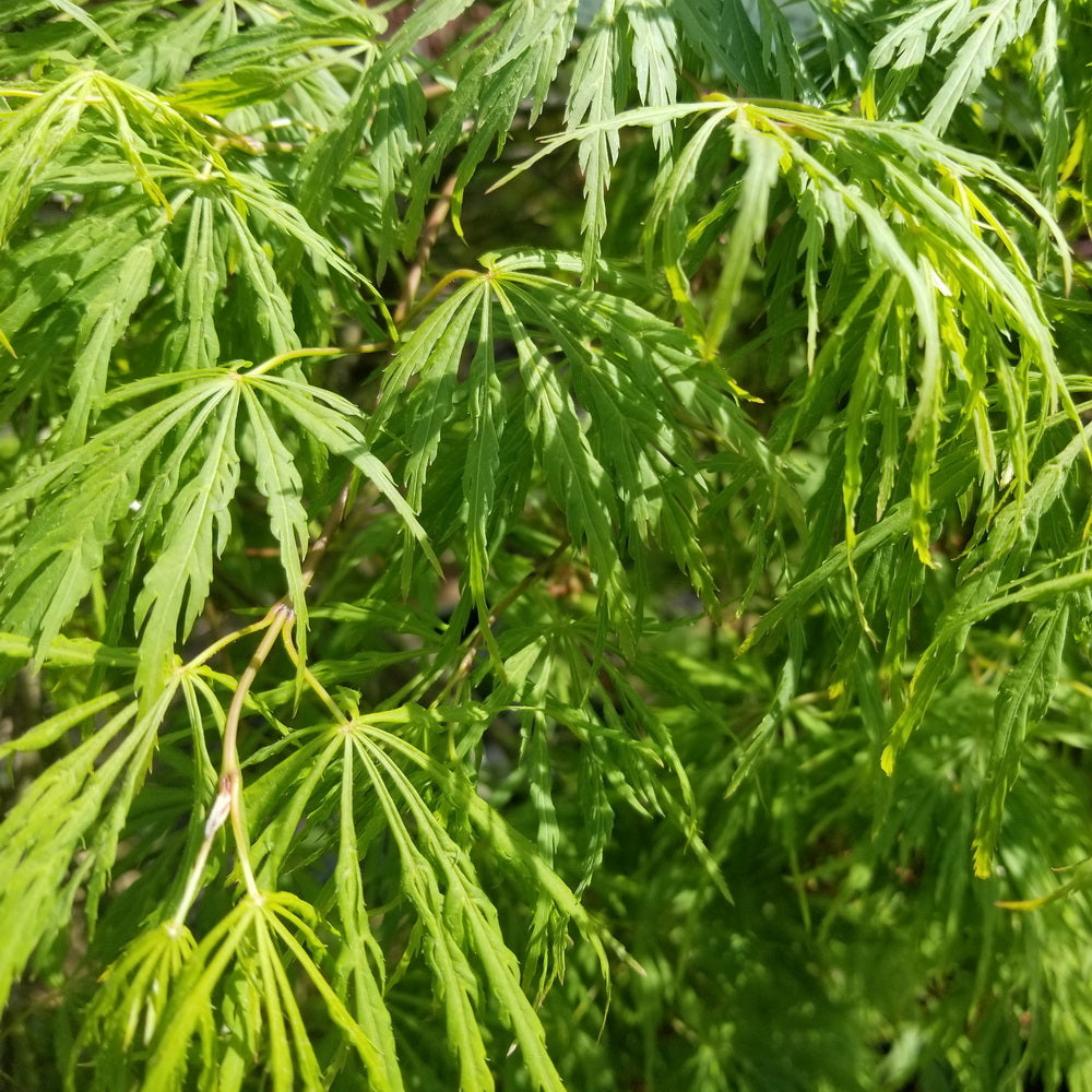 Viridis Threadleaf Weeping Japanese Maple