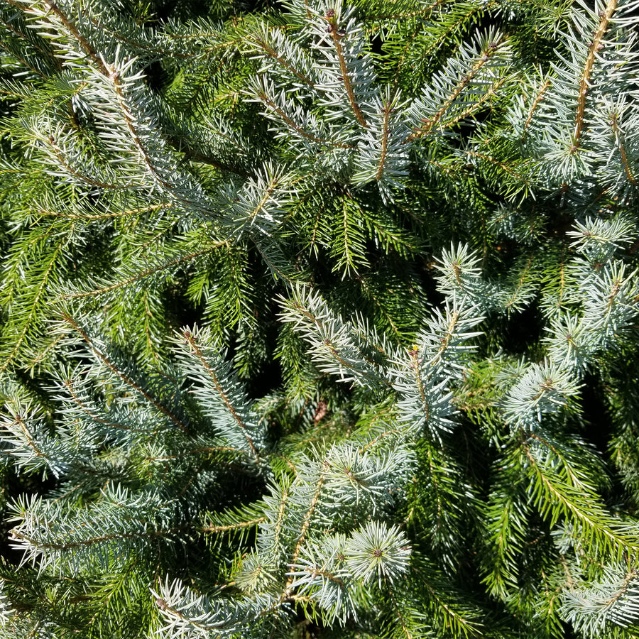 Serbian Spruce