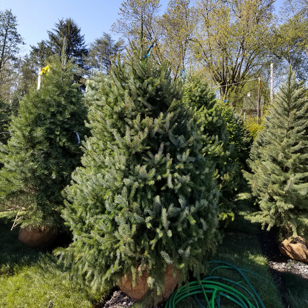 Serbian Spruce