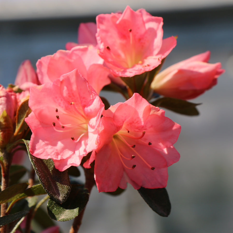 Blaauws Pink Azalea