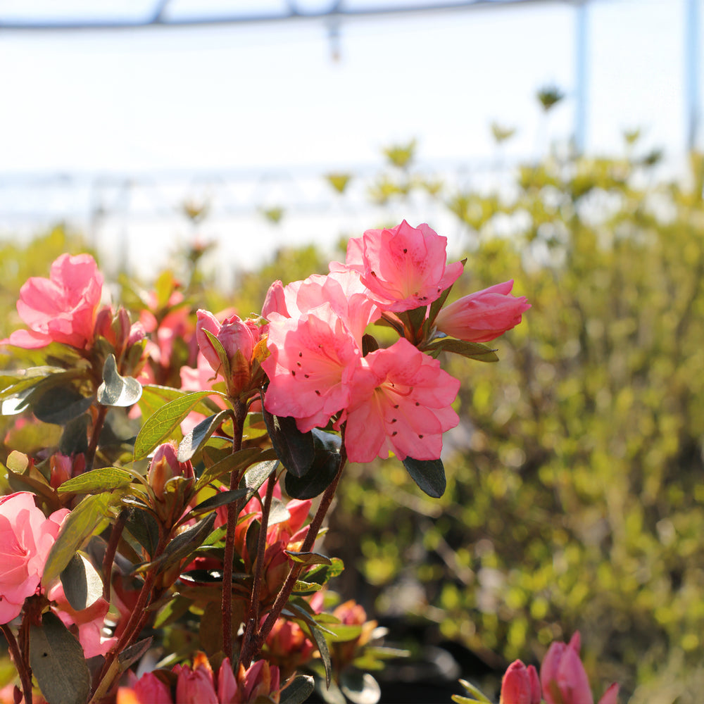 Blaauws Pink Azalea