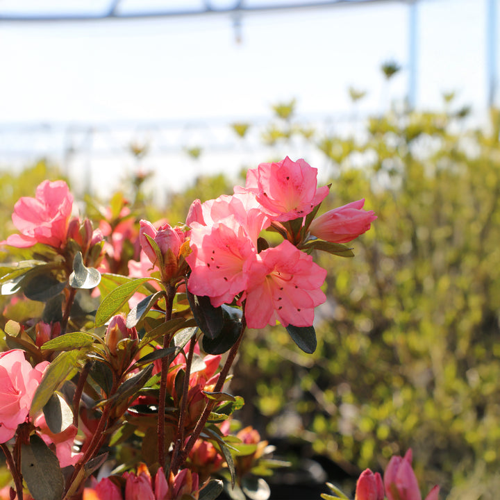 Blaauws Pink Azalea