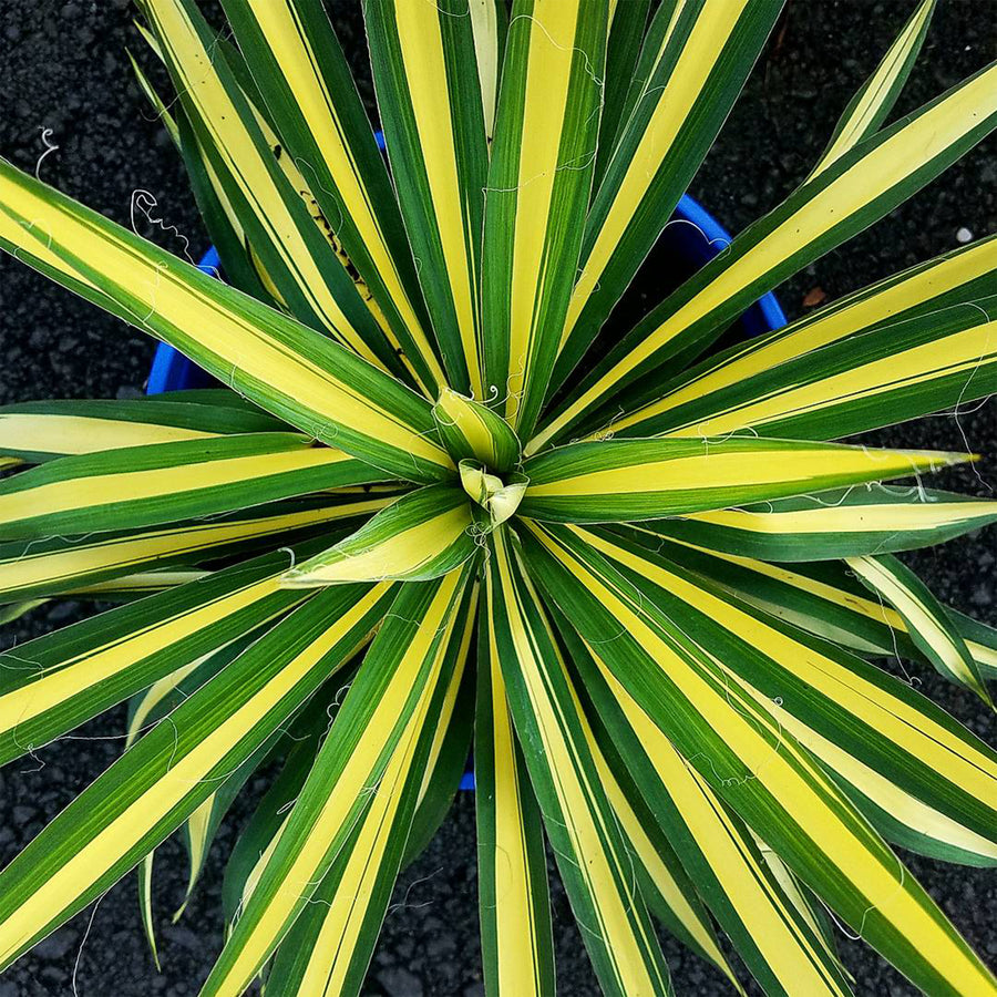 Color Guard Yucca