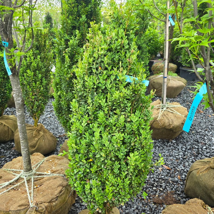 Graham Blandy Boxwood