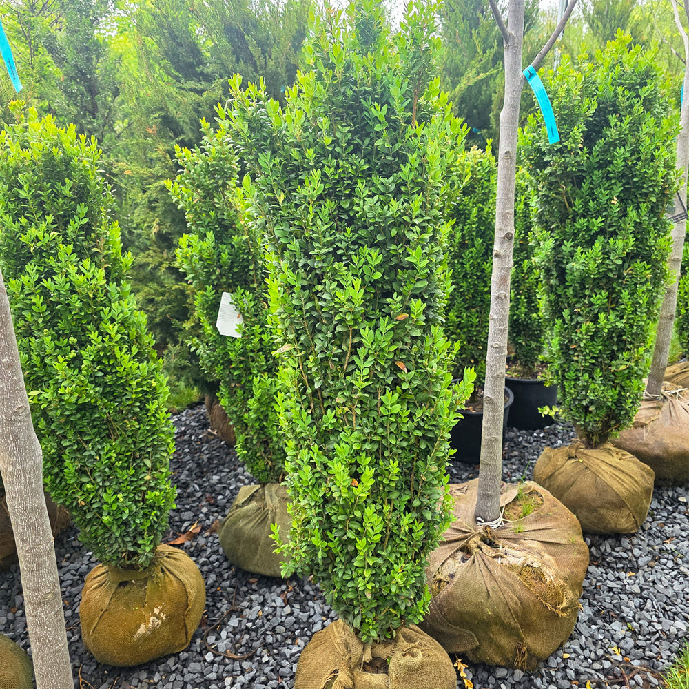 Graham Blandy Boxwood
