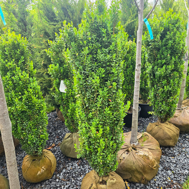 Graham Blandy Boxwood